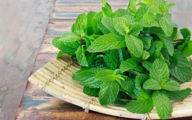 استفاده از گیاهان در فضای آشپزخانه