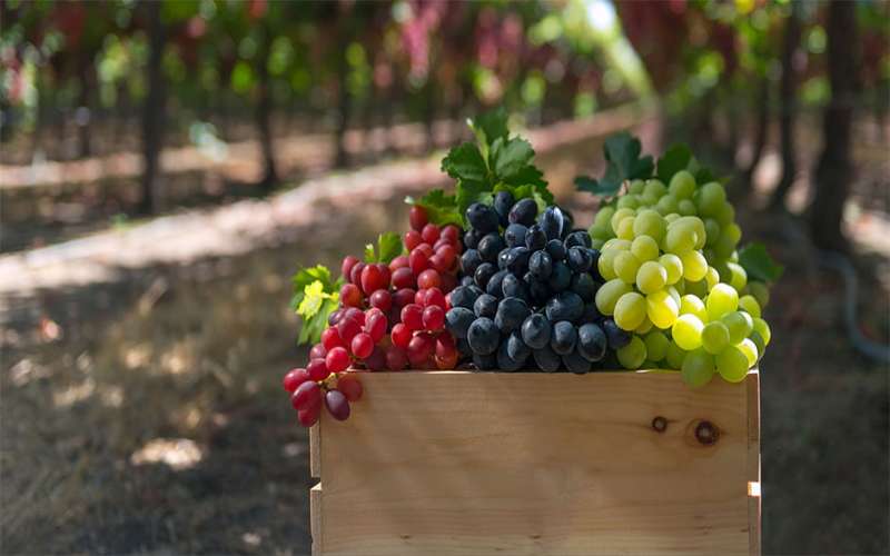 فواید خوردن میوه های تابستانی