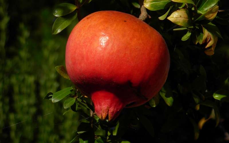 انار میوه ای پر از خاصیت