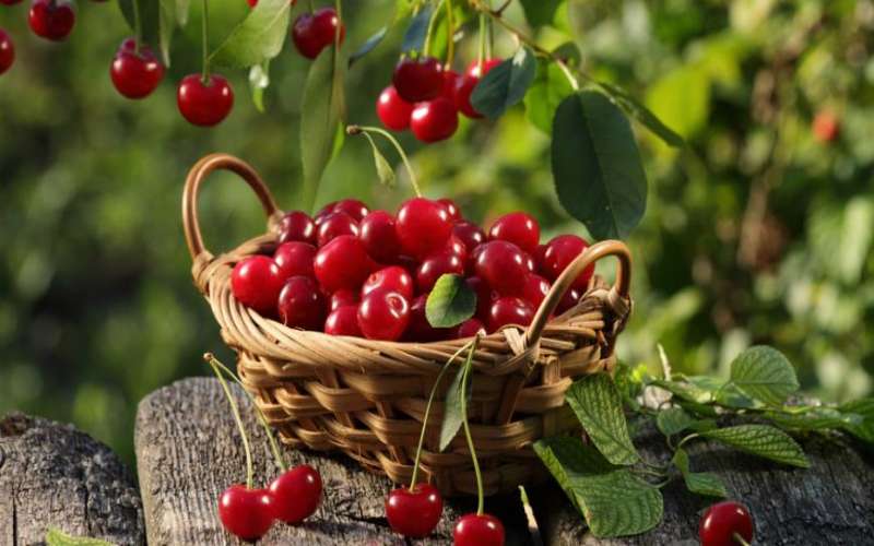 آلبالو چه خواصی دارد ؟