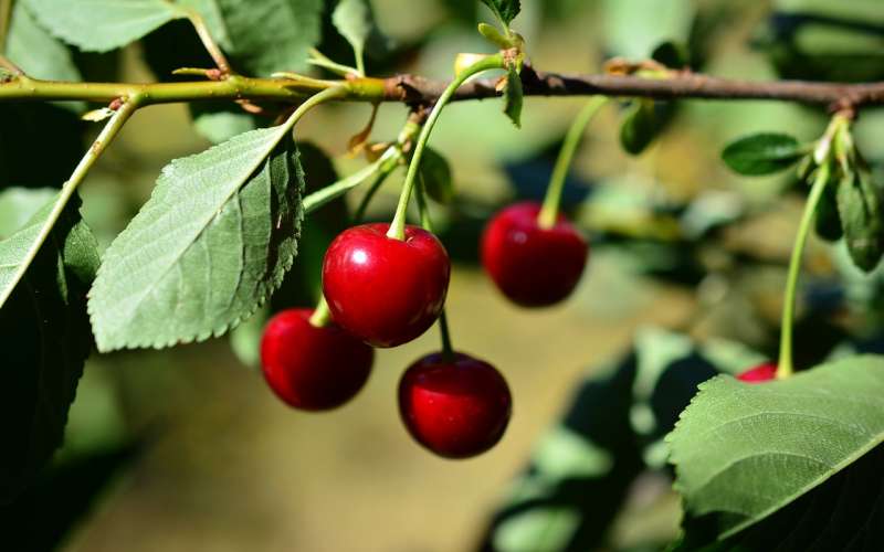 آلبالو چه خواصی دارد ؟