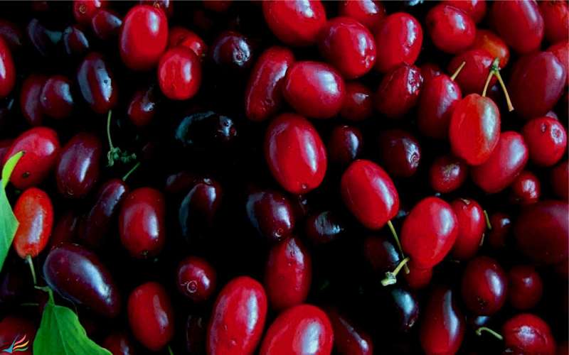 خواص زغال اخته چیست ؟