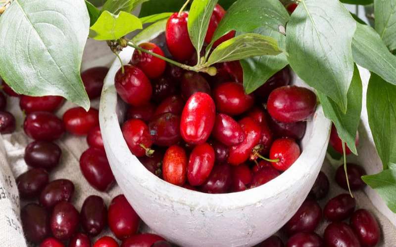 خواص زغال اخته چیست ؟
