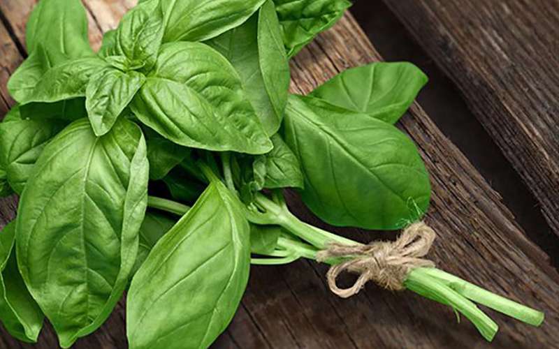 سبزی خوردن چه خواصی دارد ؟