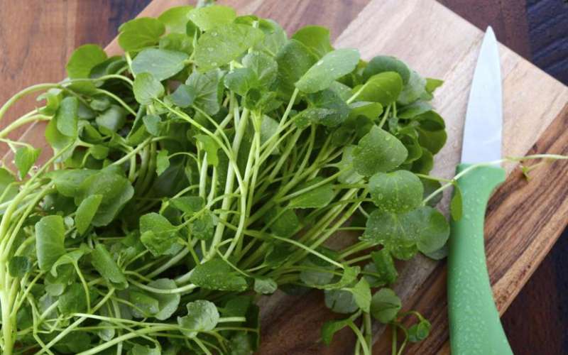 سبزی خوردن چه خواصی دارد ؟