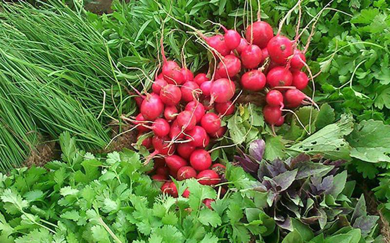 سبزی خوردن چه خواصی دارد ؟