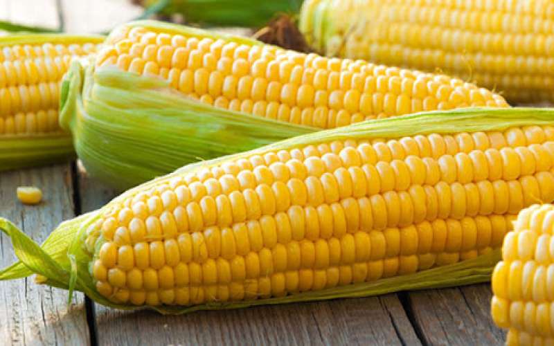 خواص ذرت چیست؟