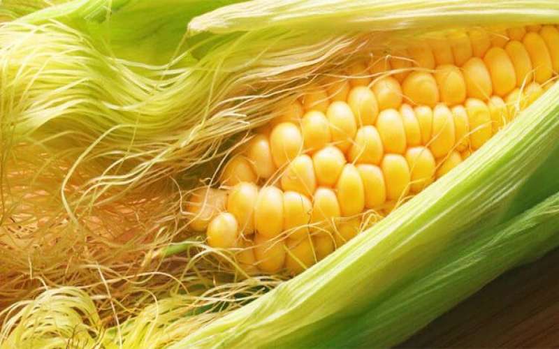 خواص ذرت چیست؟