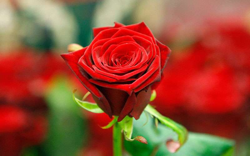چه کنیم گل های تازه پژمرده نشود؟