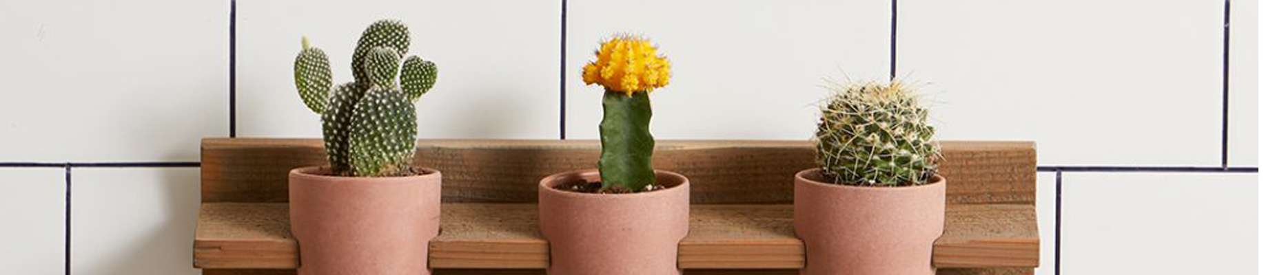 استفاده از گیاه در دکوراسیون خانه